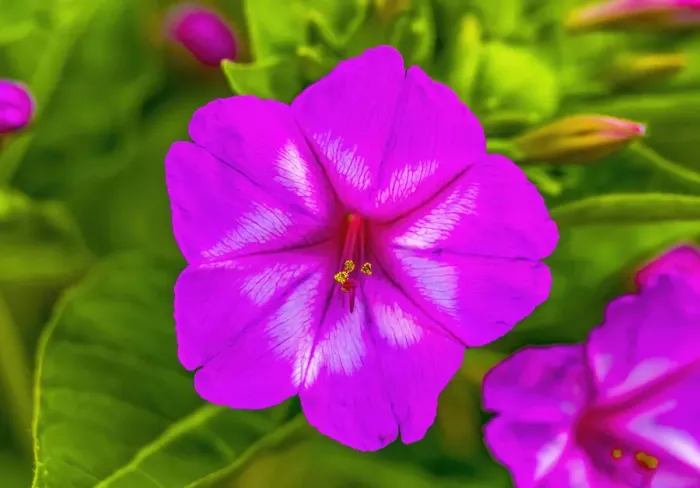 Framed Print : Pink Four O clock blooming. Blooms in late afternoon to dusk Framed Print : Pink Four O clock blooming. Blooms in late afternoon to dusk