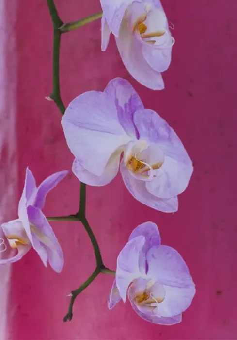 Framed Print : Pink orchid blooms Framed Print : Pink orchid blooms