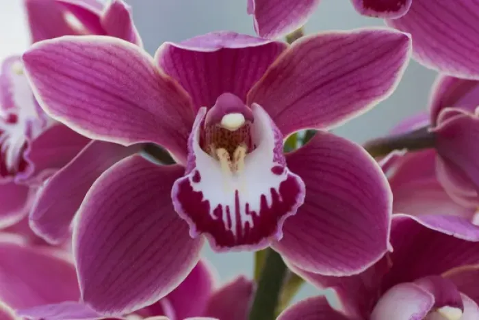 Framed Print : Pink orchid blooms Framed Print : Pink orchid blooms