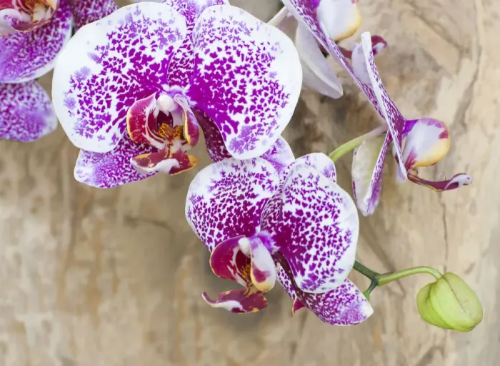 Framed Print : Pink orchid blooms