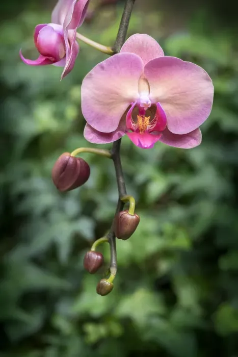 Framed Print : Pink orchid, USA