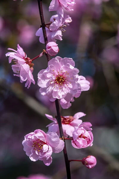 Pink peach blossom flowering, Bellevue, Washington State