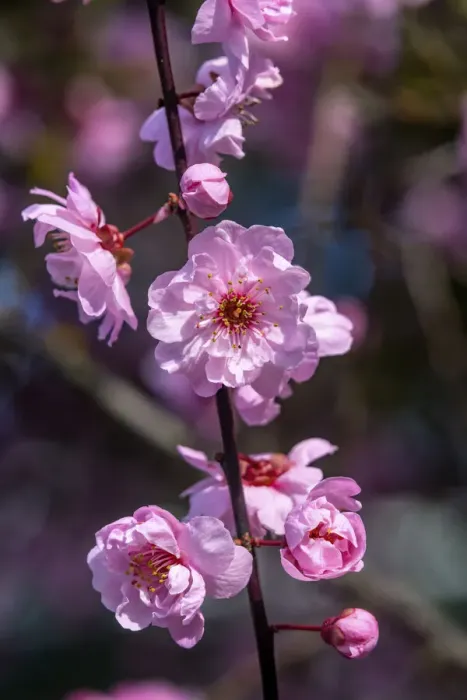 Framed Print : Pink peach blossom flowering, Bellevue, Washington State Framed Print : Pink peach blossom flowering, Bellevue, Washington State
