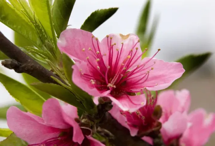 Framed Print : Pink Peach Blossom Macro Close Up, Village, Chengdu, Sichuan, China Framed Print : Pink Peach Blossom Macro Close Up, Village, Chengdu, Sichuan, China