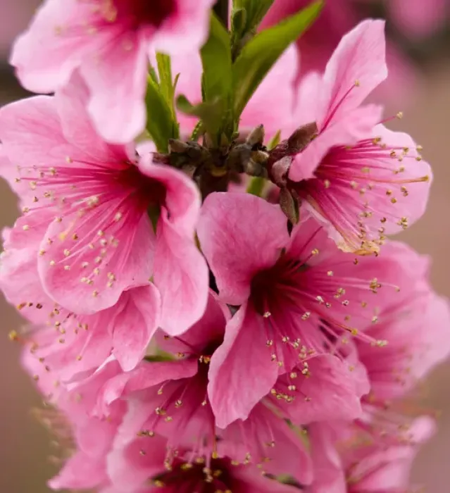 Framed Print : Pink Peach Blossoms Close Up Macro Village, Chengdu, Sichuan, China