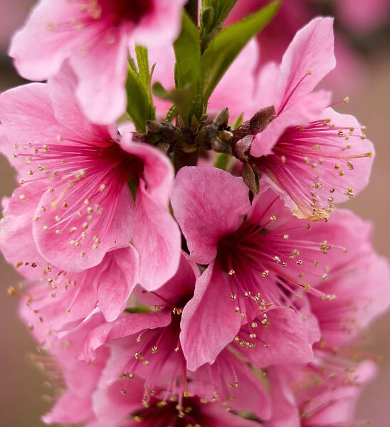 Pink Peach Blossoms Close Up Macro Village, Chengdu, Sichuan, China
