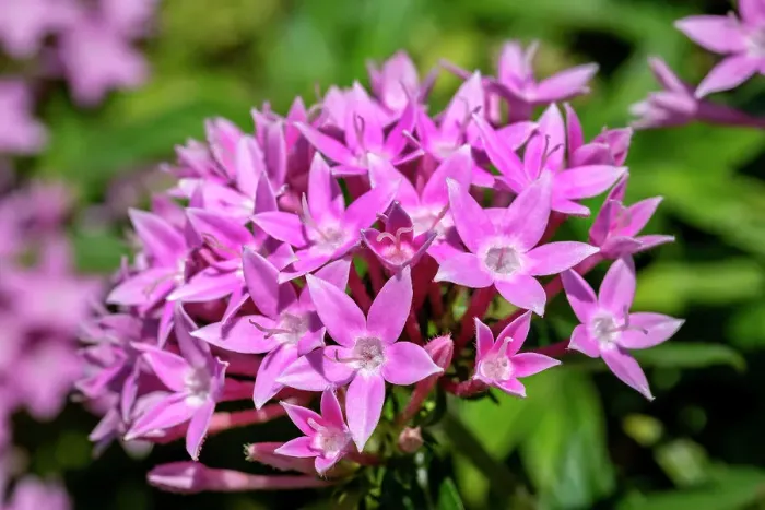 Framed Print : Pink penta flowers Framed Print : Pink penta flowers