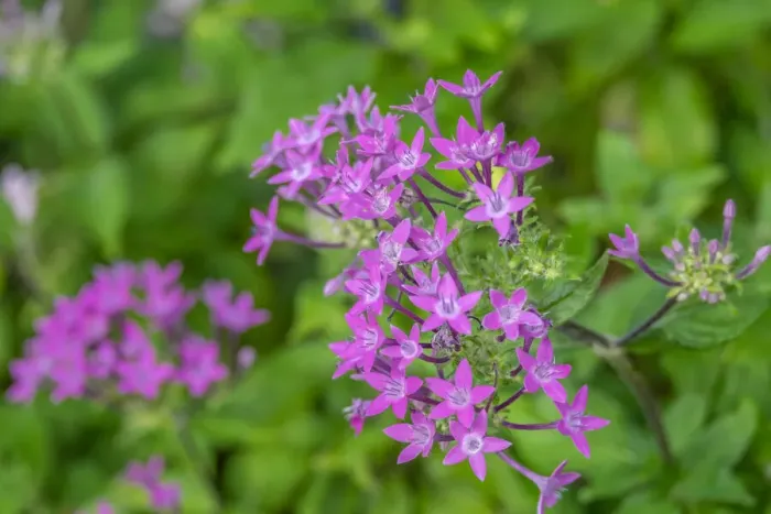 Framed Print : Pink Pentas