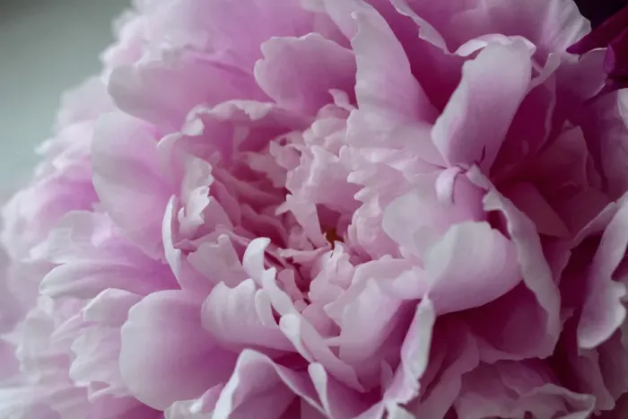 Framed Print : Pink Peony
