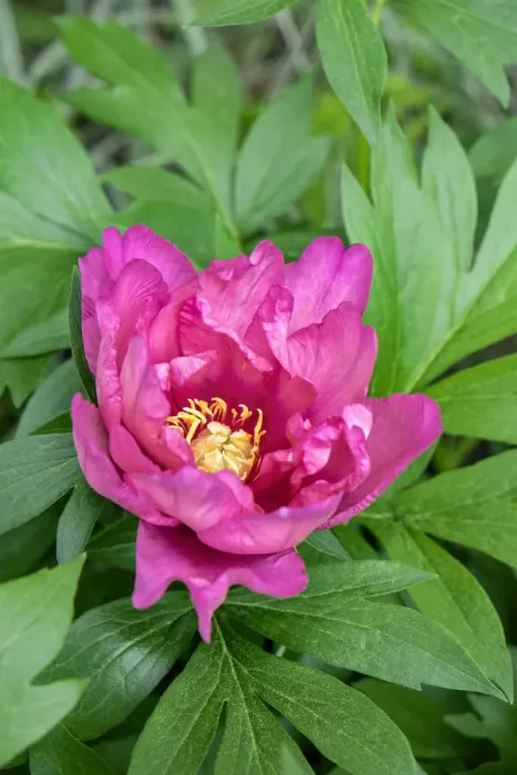 Framed Print : Pink peony, USA Framed Print : Pink peony, USA