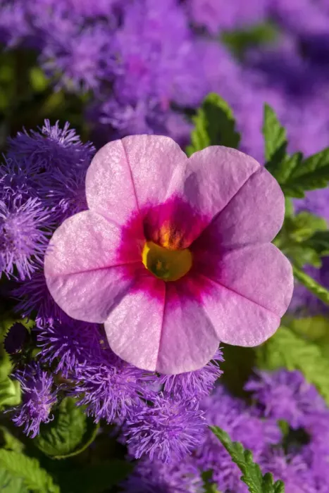 Framed Print : Pink Petunia and purple Bluemink Framed Print : Pink Petunia and purple Bluemink