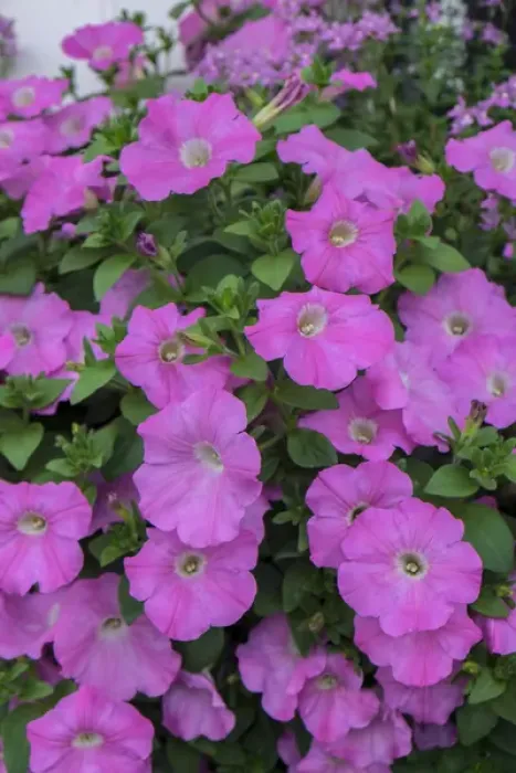 Framed Print : Pink petunias, Charleston, South Carolina, USA Framed Print : Pink petunias, Charleston, South Carolina, USA
