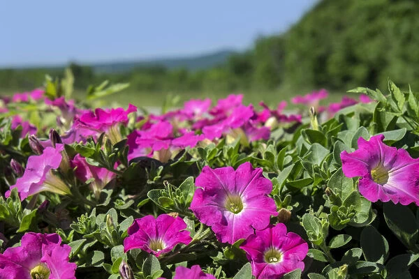Pink Petunias, New England, USA