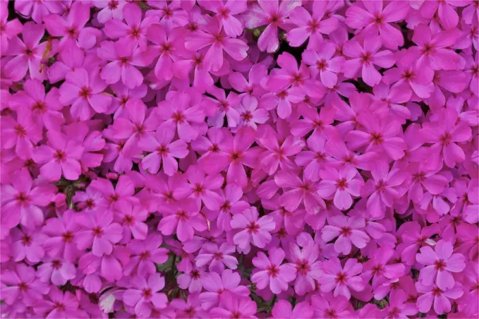 Framed Print : Pink phlox, Mt. Cuba Center, Hockessin, Delaware Framed Print : Pink phlox, Mt. Cuba Center, Hockessin, Delaware