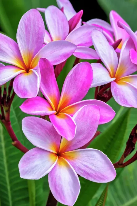 Framed Print : Pink plumeria, Frangipani Framed Print : Pink plumeria, Frangipani