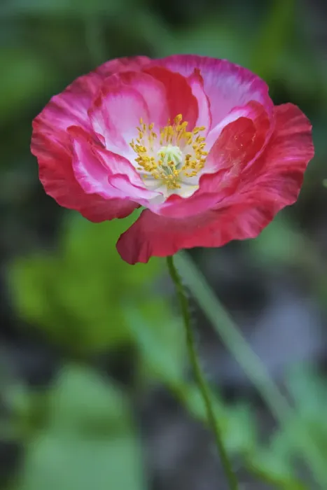 Framed Print : Pink poppy flower Framed Print : Pink poppy flower