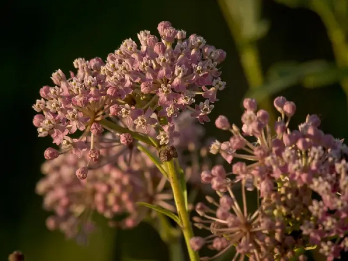 Framed Print : Pink prairie milkweed in prairie outside of Chicago, IL