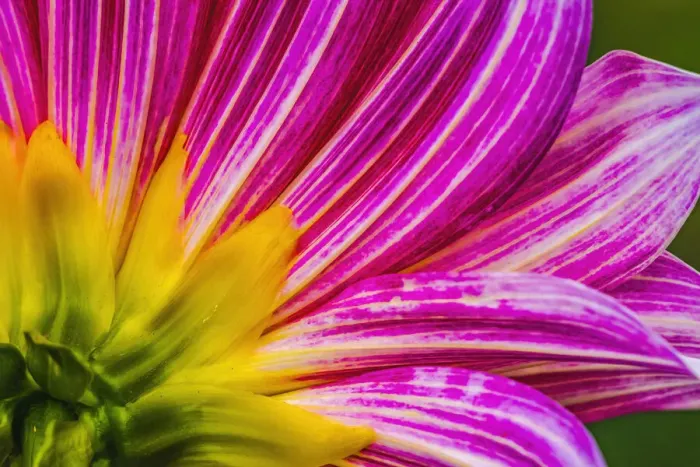 Framed Print : Pink purple dahlia petals blooming macro. Dahlia named Brushstrokes Framed Print : Pink purple dahlia petals blooming macro. Dahlia named Brushstrokes