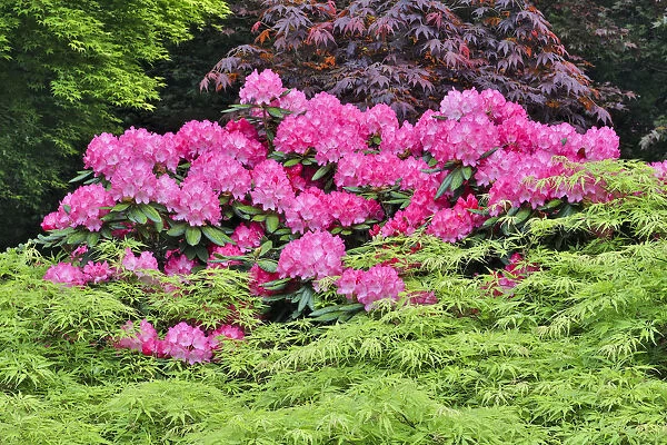 Pink rhododendron and Japanese maples, Sammamish, Washington State