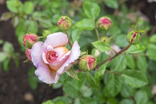Pink Rose bush, USA