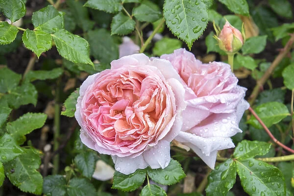 Pink Rose bush, USA