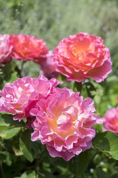 Pink rose bush, USA