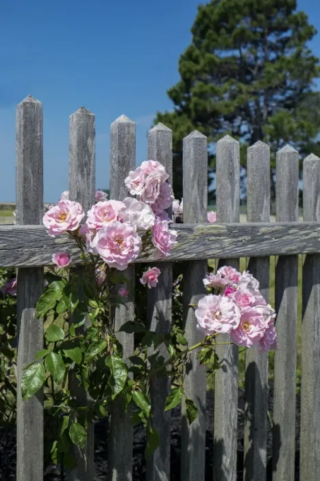Framed Print : Pink rose by fence