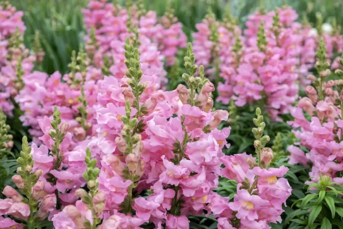 Framed Print : Pink Snapdragons, USA