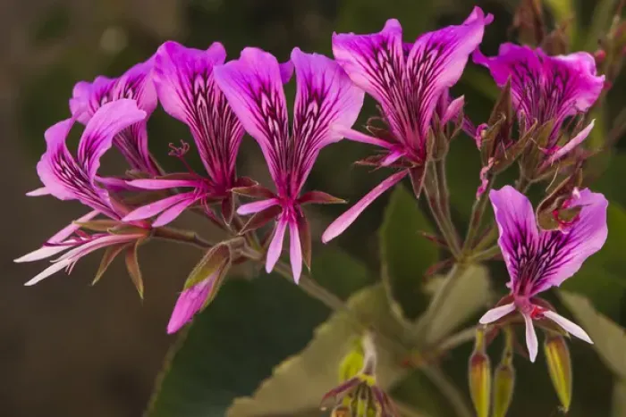 Framed Print : Pink Spider Geranium Blooms Framed Print : Pink Spider Geranium Blooms