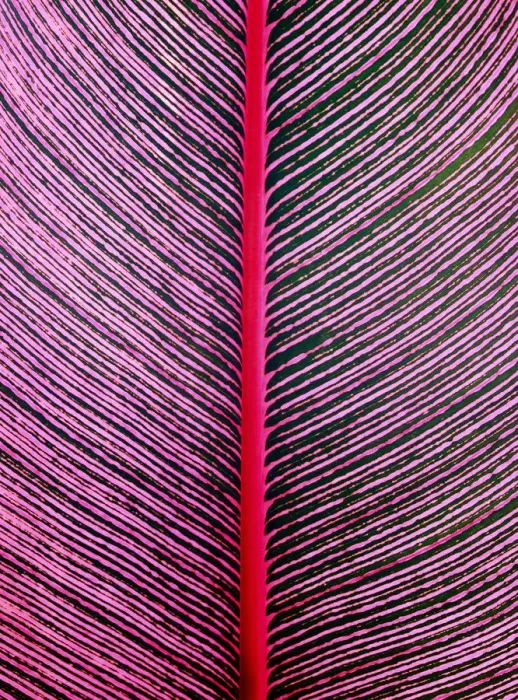Framed Print : Pink-Striped Heliconia (Heliconia iconia) HTBG, Hawaii