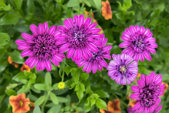 Framed Print : Pink striped zinnia, USA Framed Print : Pink striped zinnia, USA
