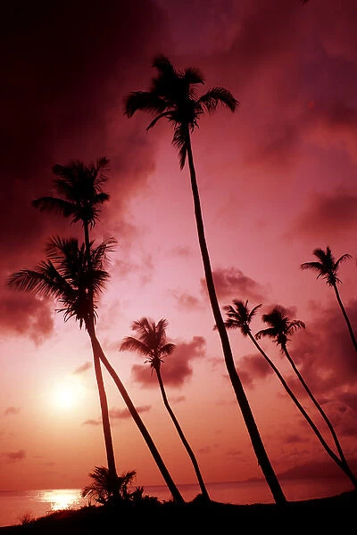 Pink sunset and elegant palms by Ocean in small remote island of Nevis Caribbean