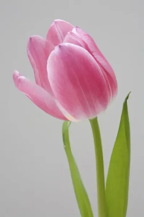 Framed Print : Pink tulip Framed Print : Pink tulip