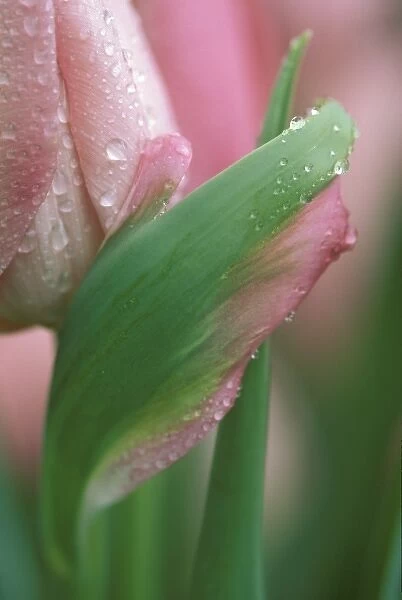 Pink tulip close-up, in garden