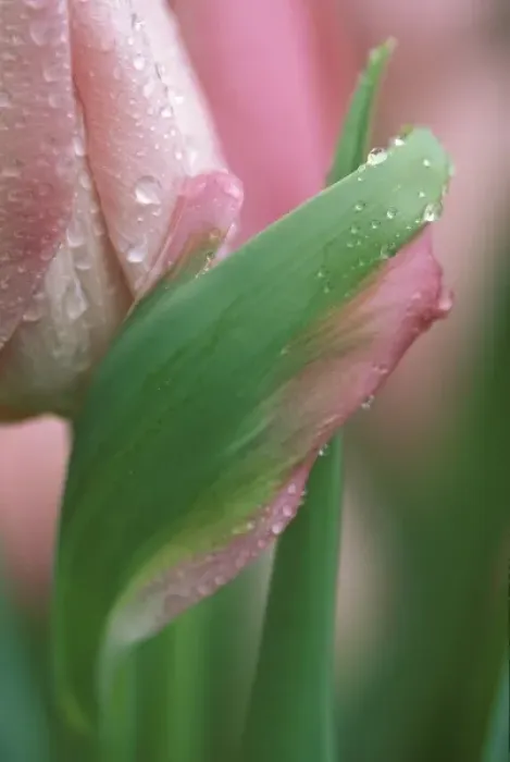 Framed Print : Pink tulip close-up, in garden Framed Print : Pink tulip close-up, in garden