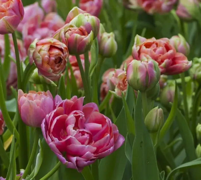 Framed Print : Pink tulip field Framed Print : Pink tulip field