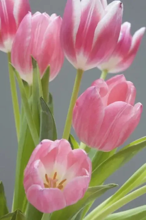 Framed Print : Pink tulips Framed Print : Pink tulips