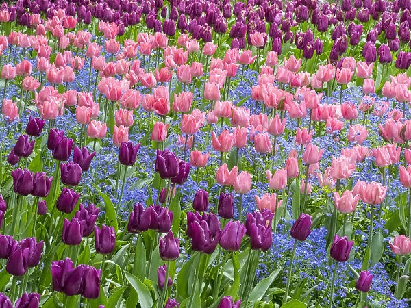 Pink tulips intermixed with forget-me-nots