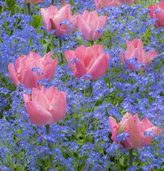 Pink tulips intermixed with forget-me-nots