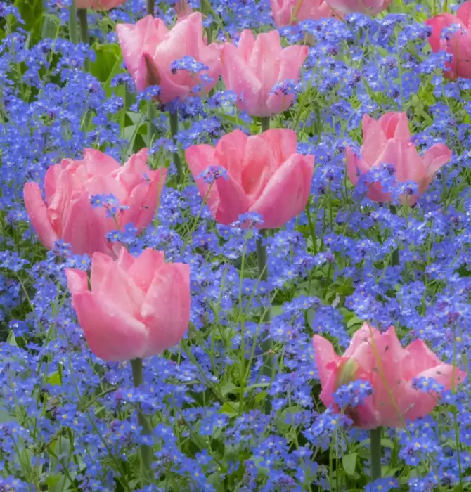 Framed Print : Pink tulips intermixed with forget-me-nots Framed Print : Pink tulips intermixed with forget-me-nots