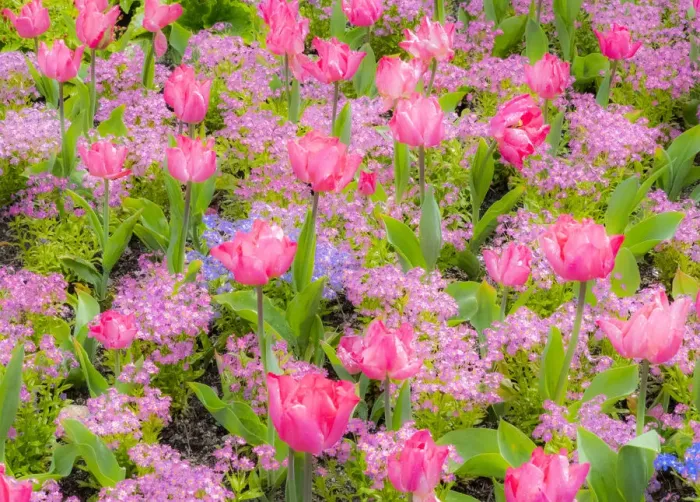 Framed Print : Pink tulips intermixed with forget-me-nots Framed Print : Pink tulips intermixed with forget-me-nots