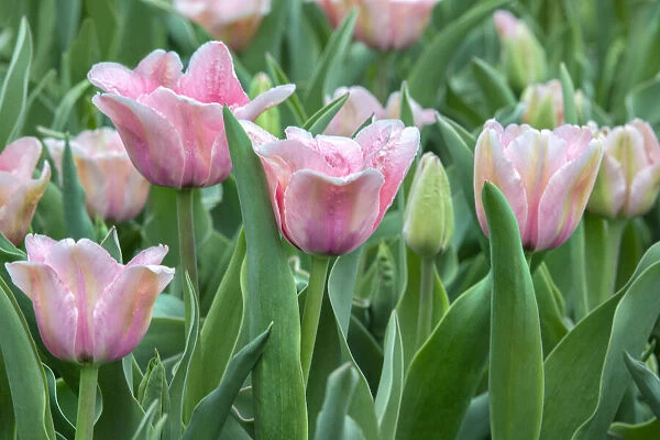 Pink tulips, USA