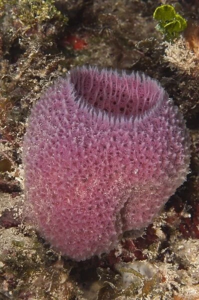 Pink Vase Sponge (Niphates digitalis), Punta Gruesa, Sian Ka an Biosphere Reserve