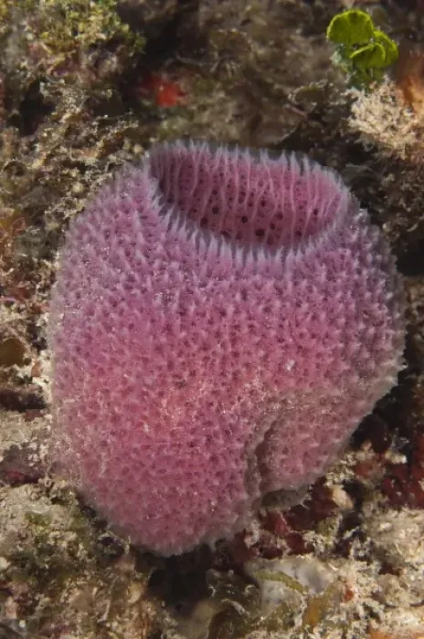 Framed Print : Pink Vase Sponge (Niphates digitalis), Punta Gruesa, Sian Ka an Biosphere Reserve