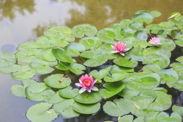 Framed Print : pink water lillies, Lake View Hotel, Beijing, China