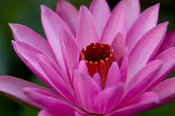 Framed Print : Pink Water Lily Framed Print : Pink Water Lily
