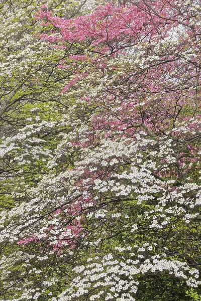 Pink and white flowering dogwood trees, Kentucky