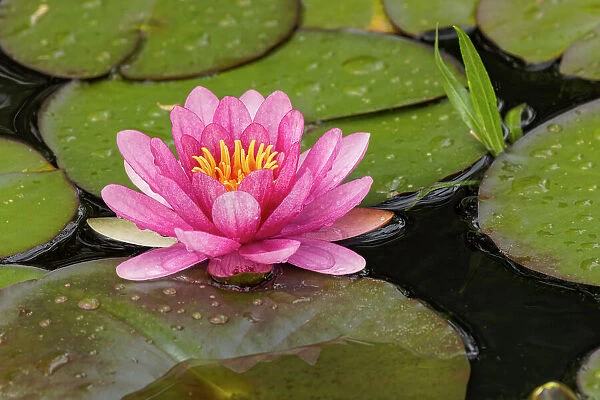 Pink and white hybrid water lily, North Carolina