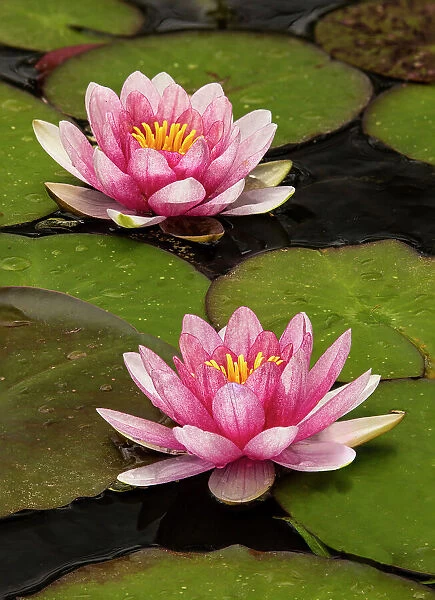 Pink and white hybrid water lily, North Carolina