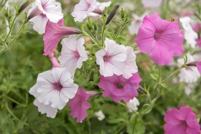 Framed Print : Pink and white petunias, USA